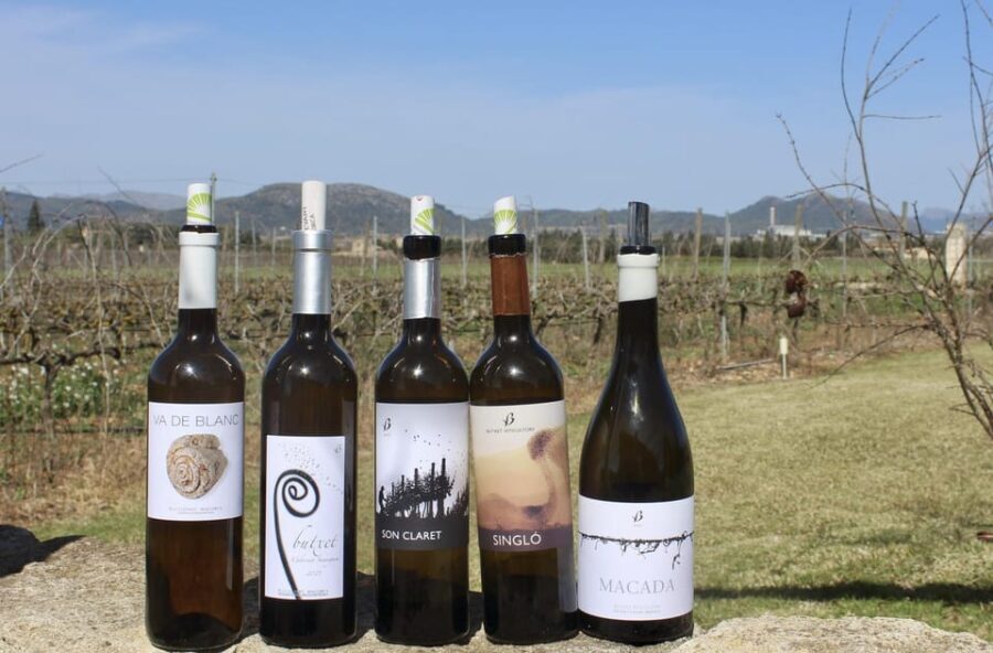 Alcúdia/Can Picafort: Guided Vineyard Visit and Wine Tasting - A Close Look at the Vineyard Tour Experience