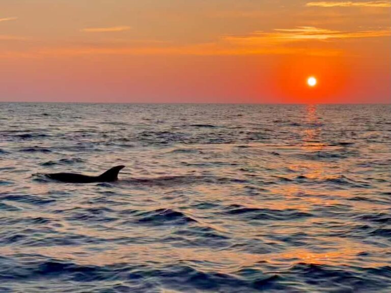 Alcudia: Dolphin Watching at Sunrise with Speedboat - FAQ