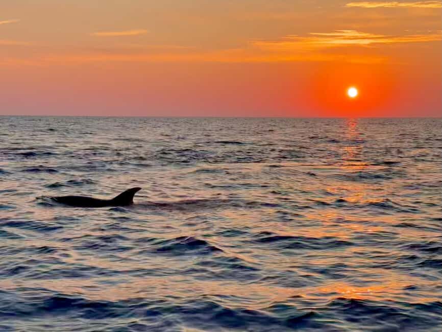 Alcudia: Dolphin Watching at Sunrise with Speedboat - FAQ