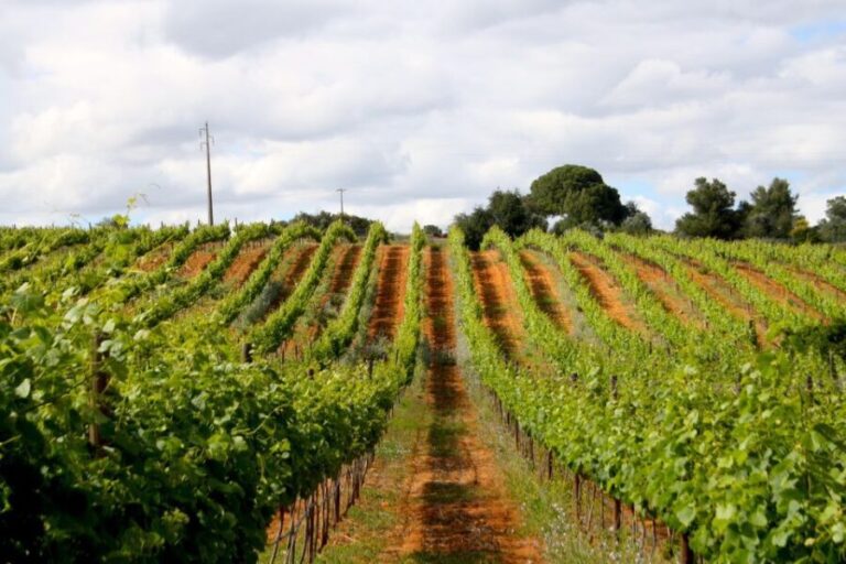 Algarve: 3 Types of Wine Tastings with Vineyard Views - Who Will Love This Tour?