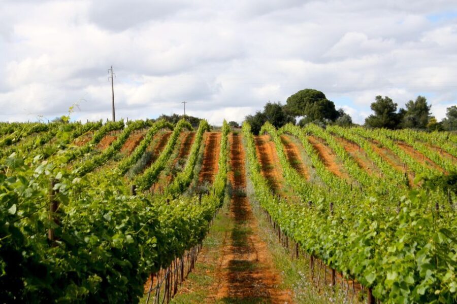 Algarve: 3 Types of Wine Tastings with Vineyard Views - Who Will Love This Tour?