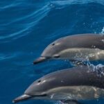 Algarve Dolphin Watching & Marine Life Eco Tour - Authentic Experiences from Past Travelers