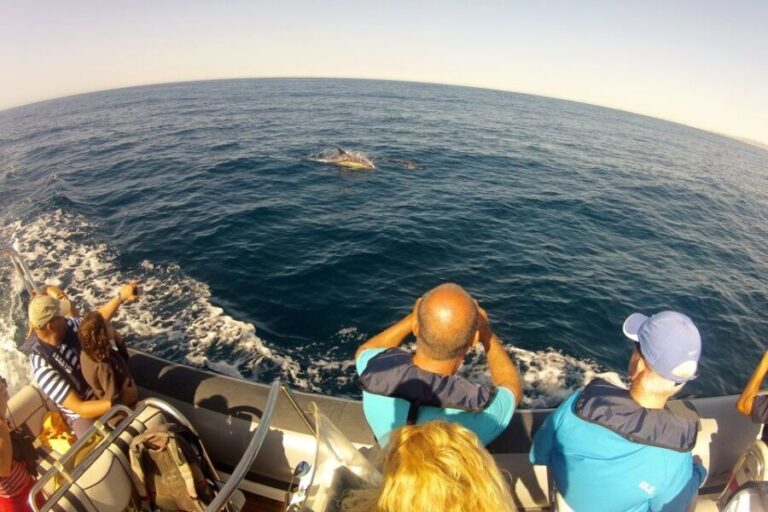 Algarve Dolphin Watching & Marine Life Eco Tour - FAQs About the Algarve Dolphin & Marine Life Eco Tour