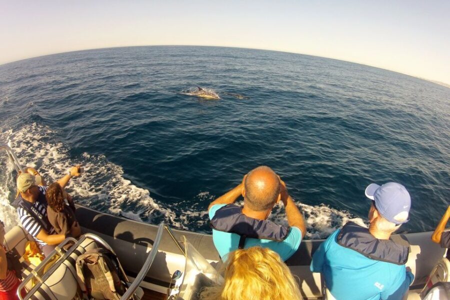 Algarve Dolphin Watching & Marine Life Eco Tour - FAQs About the Algarve Dolphin & Marine Life Eco Tour