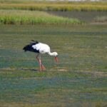 Algarve: Olhão Highlights Tour and Ria Formosa Boat Trip - Final Thoughts