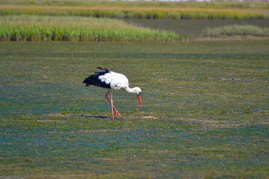 Algarve: Olhão Highlights Tour and Ria Formosa Boat Trip - Final Thoughts