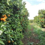 Algarve: Silves, Orange Grove & Monchique Mountains Tour - Evaluating the Experience: Is It Worth It?