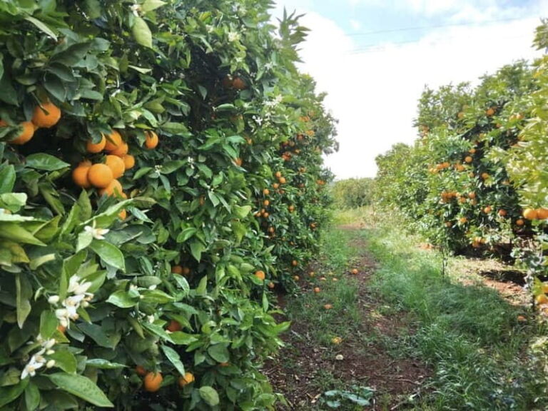 Algarve: Silves, Orange Grove & Monchique Mountains Tour - Evaluating the Experience: Is It Worth It?