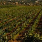 Algarve: Vineyard Tour & Premium Wine Tasting in Silves - What to Expect from the Tour