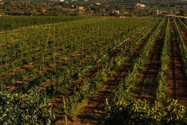 Algarve: Vineyard Tour & Premium Wine Tasting in Silves - What to Expect from the Tour