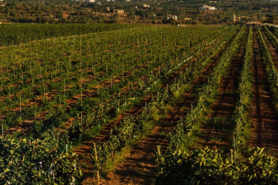 Algarve: Vineyard Tour & Premium Wine Tasting in Silves - What to Expect from the Tour