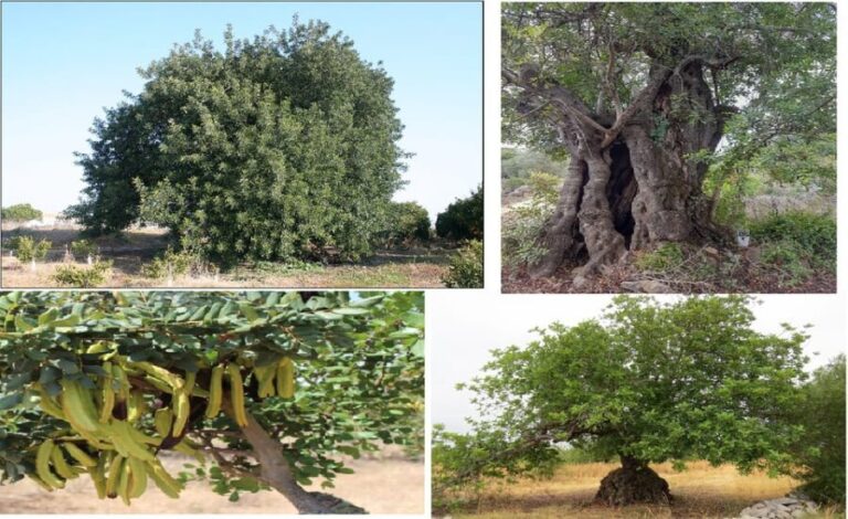ALGARVE'S CAROB TRAIL - A Thorough Look at the Algarve’s Carob Trail Experience