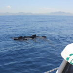 Algeciras: Dolphin and whale watching in reduced groups - Who Will Appreciate This Tour?