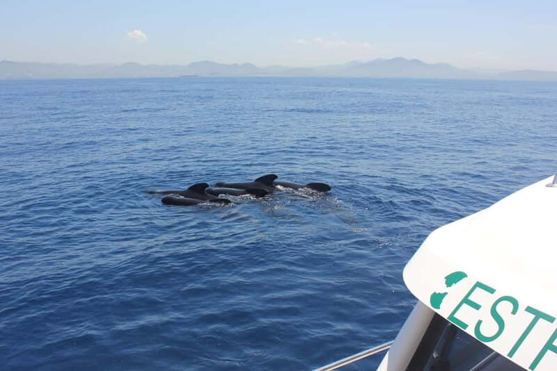 Algeciras: Dolphin and whale watching in reduced groups - Who Will Appreciate This Tour?