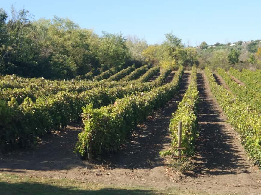 Alicante and Elche: Guided tour of winery + wine tasting / private transportation - Is This Tour Right for You?