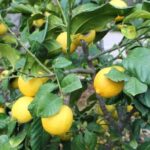 Alicante: UNESCO Heritage Palm grove + Artistic Garden Tour - Who Would Love This Tour?