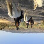Almeria: Tabernas Desert Horse Riding for experienced riders - Preparing for the Ride: What to Expect