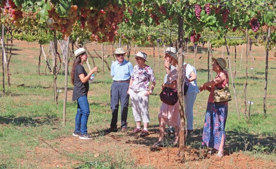 Almería: Wine tour and tasting in Organic Winery - The Itinerary Breakdown