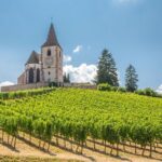 Alsace Full Day Wine Tour from Colmar - A Deep Dive into the Alsace Full Day Wine Tour