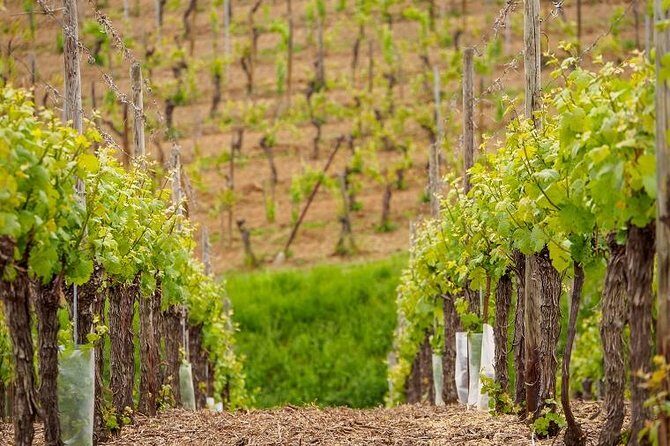 Alsace Wine Route Small Group Half-Day Tour with Tasting from Strasbourg - Detailed Itinerary Breakdown
