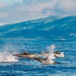 Among Whales Dolphins and Volcanoes Full Day Tour With Lunch - Who Would Love This Tour?