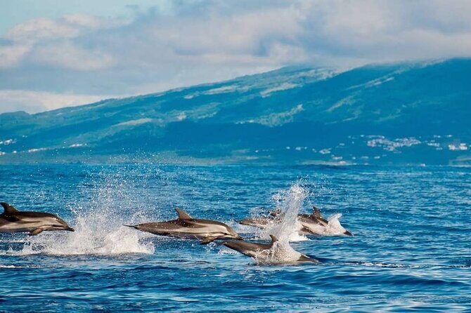 Among Whales Dolphins and Volcanoes Full Day Tour With Lunch - Who Would Love This Tour?