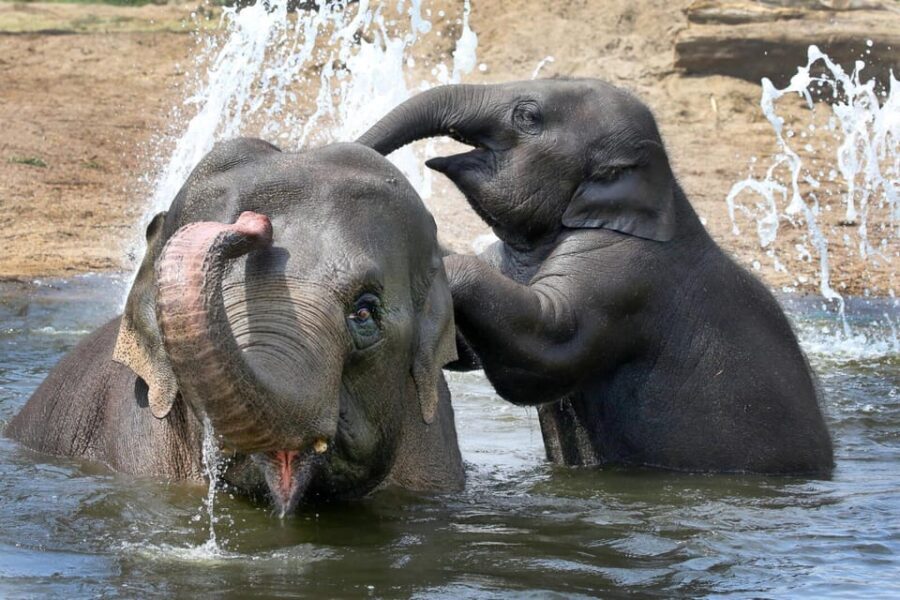 Amsterdam: ARTIS Royal Zoo and ARTIS Groote Museum Ticket - Exploring ARTIS Royal Zoo: A Historic Yet Evolving Space