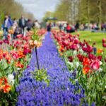 Amsterdam: Keukenhof and Zaanse Schans Windmills Day Trip - FAQs