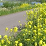 Amsterdam: New Ijburg District Private Bike Tour - An In-Depth Look at the Ijburg Private Bike Tour