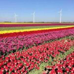 Amsterdam Private Tour to Keukenhof, Tulip Fields and Windmills - The Sum Up