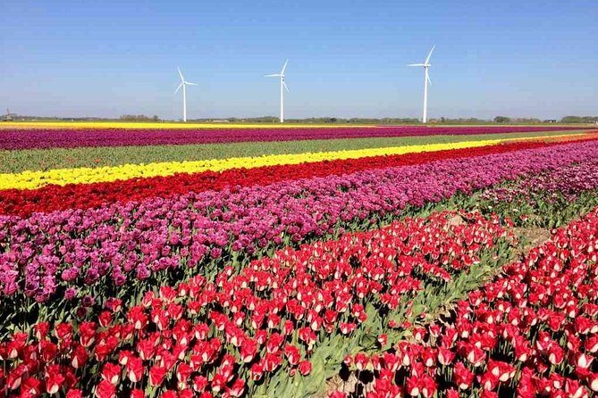 Amsterdam Private Tour to Keukenhof, Tulip Fields and Windmills - The Sum Up