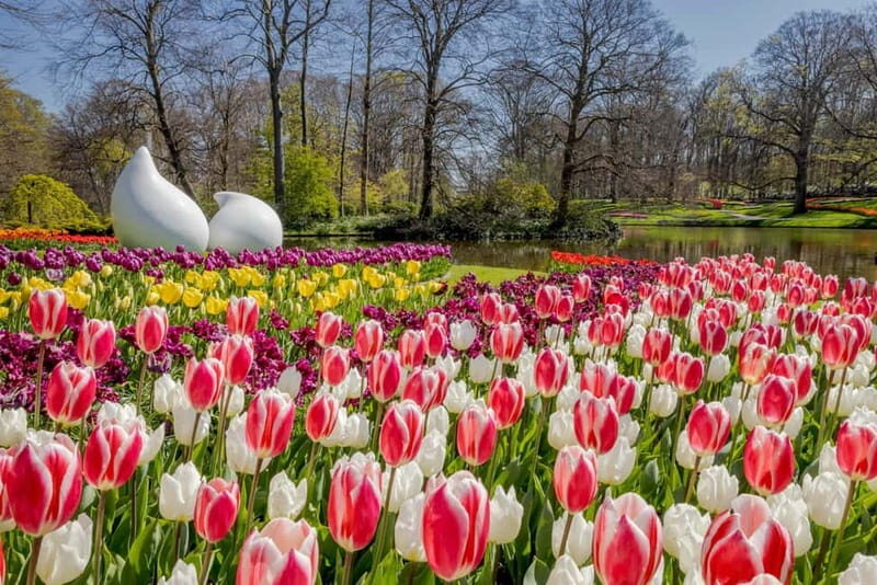 Amsterdam: Tulip Farm Visit, Keukenhof, and Windmill Cruise - An in-depth look at what makes this tour tick