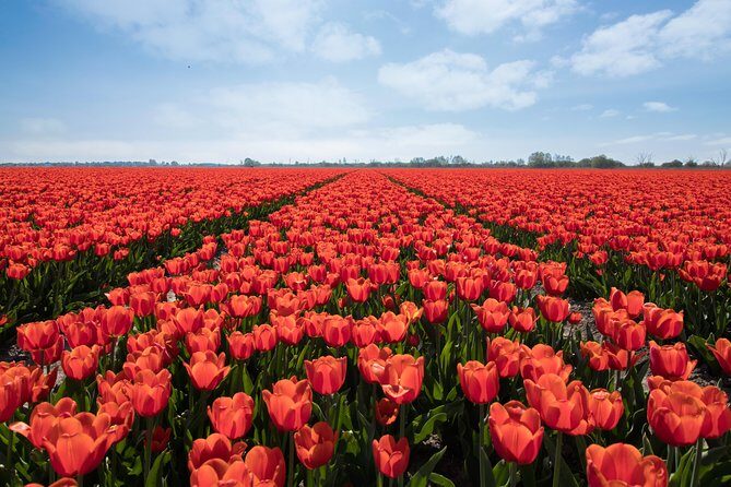Amsterdam TulipFields of Holland Tour - The Sum Up