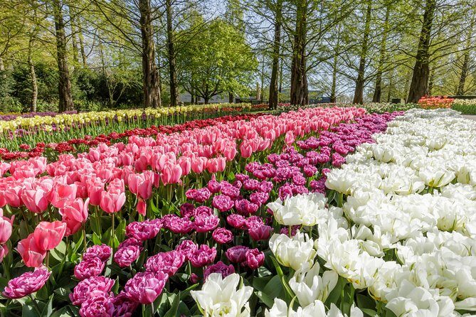 Amsterdam: Windmills, Marken, Volendam and Guided Keukenhof Visit - What We Think: Benefits and Considerations