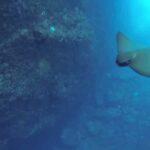 Angra do Heroísmo: Snorkeling Tour by boat - The Value of the Tour