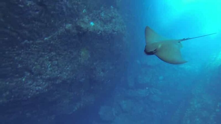 Angra do Heroísmo: Snorkeling Tour by boat - The Value of the Tour