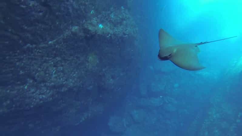 Angra do Heroísmo: Snorkeling Tour by boat - The Value of the Tour