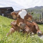 Aravis Massif and visit to Chamonix - Who Should Consider This Tour?