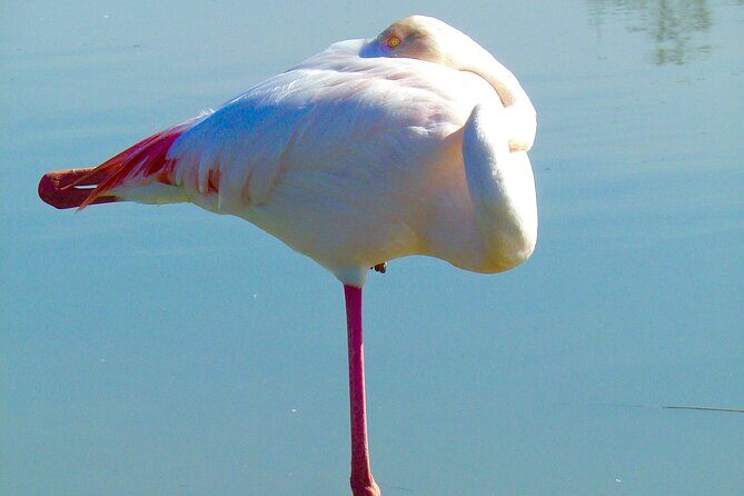Arles and Camargue Full-Day Tour including Aigues Mortes - An In-Depth Look at the Tour Experience