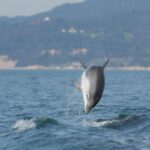 Arrábida - Sesimbra: Dolphin Watching - What You Need to Know Before Booking