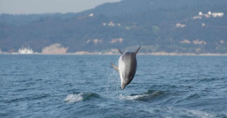 Arrábida - Sesimbra: Dolphin Watching - What You Need to Know Before Booking