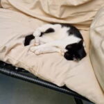 Athens: Cat Cafe Visit with Drink and Sweet - Who Should Consider This Tour?