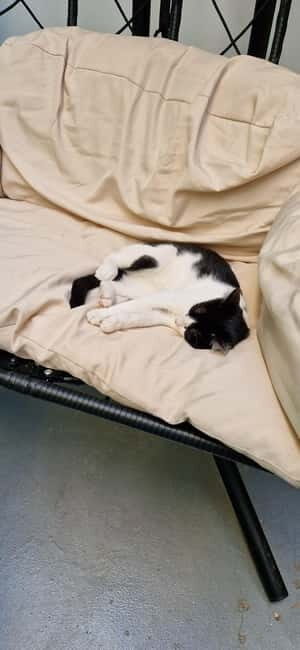 Athens: Cat Cafe Visit with Drink and Sweet - Who Should Consider This Tour?
