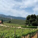 Athens Wine Tour - An Outstanding Full Day Experience For Dedicated Winelovers - Exploring the Details of the Athens Wine Tour