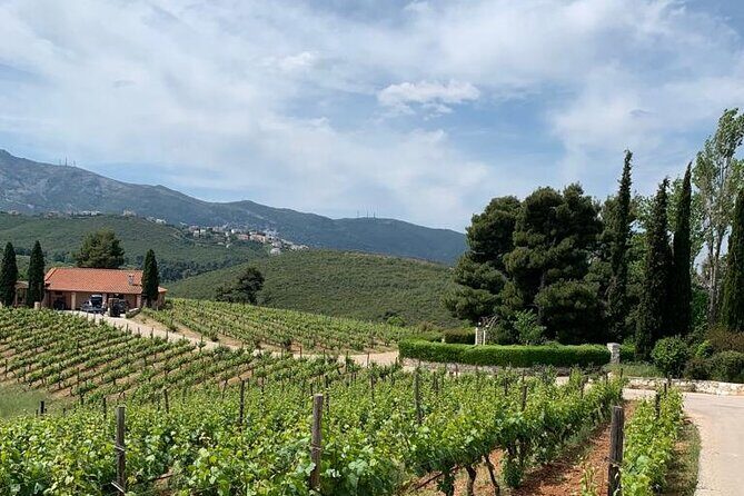 Athens Wine Tour - An Outstanding Full Day Experience For Dedicated Winelovers - Exploring the Details of the Athens Wine Tour