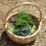Authentic Greek Cooking & Foraging Experience in Syros with Maria - FAQ