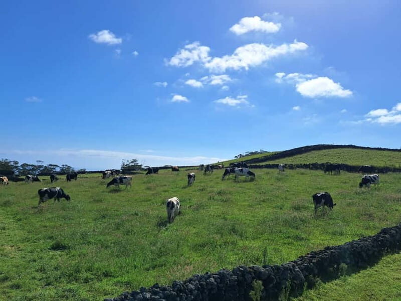 Azores: Half-Day Dairy Farm Tour - Practical Details and Tips
