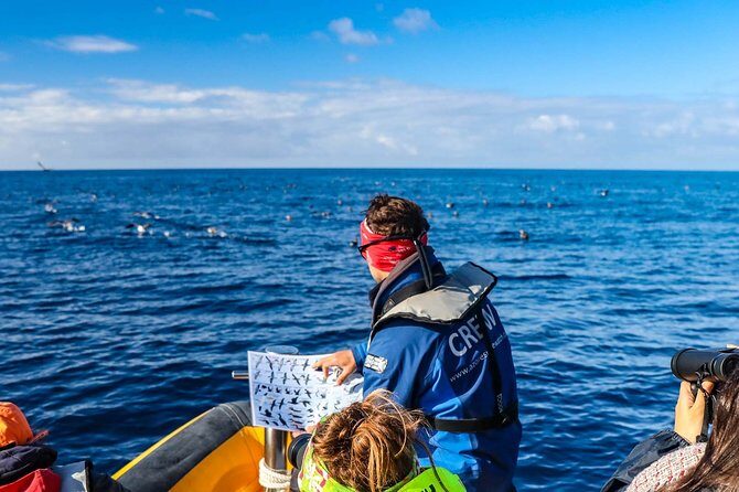 Azores Marine Birdwatching Expedition w/ Biologist Guide - Who Should Consider This Tour?