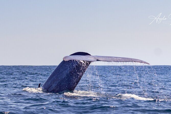 Azores Whale Watching Tour  Ponta Delgada - FAQs