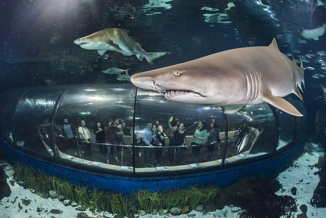 Barcelona Aquarium Skip the Line Ticket - The Authentic Experience: What You Can Expect